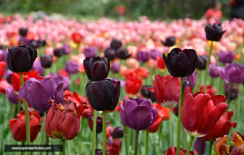  جاذبه ها باغ گلها مشهد ، یکی از زیبا ترین باغ‌ گل ها ایران